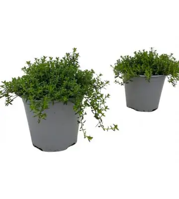 Балканска чубрица D14 H20 - Satureja Montana