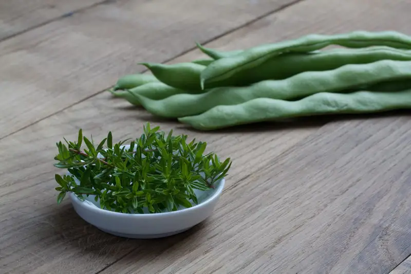 Балканска чубрица D14 H20 - Satureja Montana - Image 2