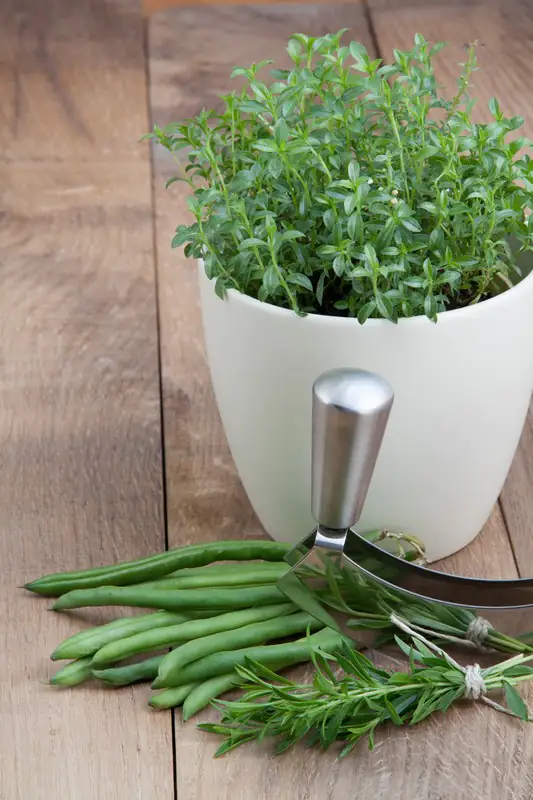 Балканска чубрица D14 H20 - Satureja Montana - Image 3