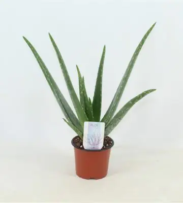 Алое D14 H45 - Aloe Vera