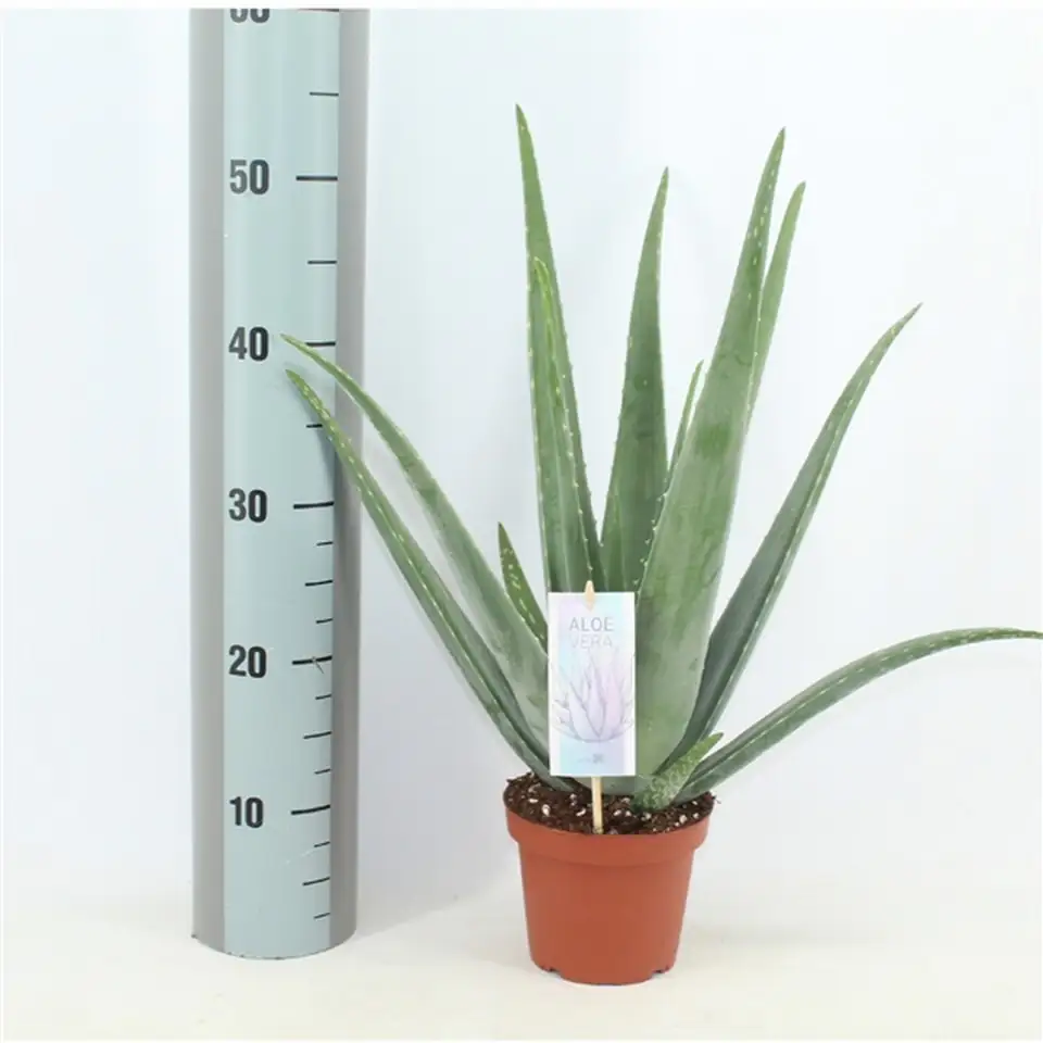 Алое D14 H45 - Aloe Vera - Image 2