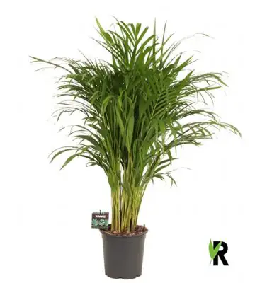 Арека D24 H120 - Dypsis Lutescens