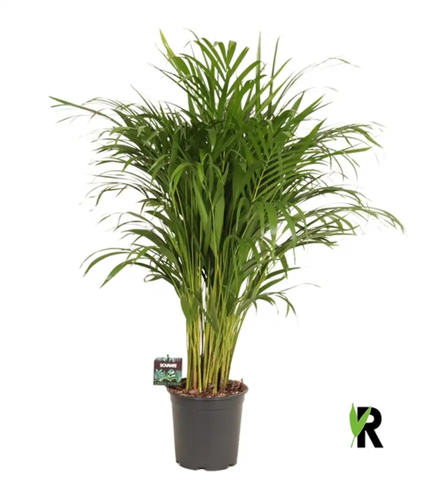 Арека D24 H120 - Dypsis Lutescens
