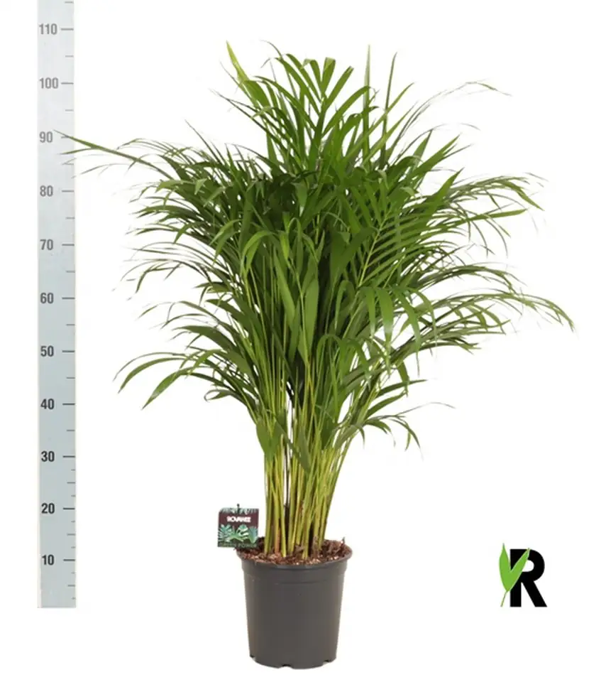 Арека D24 H120 - Dypsis Lutescens - Image 2