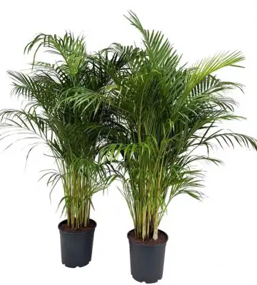 Арека D27 H160 - Dypsis lutescens