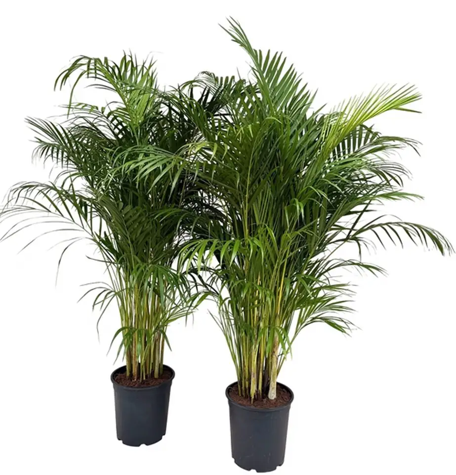 Арека D27 H160 - Dypsis lutescens