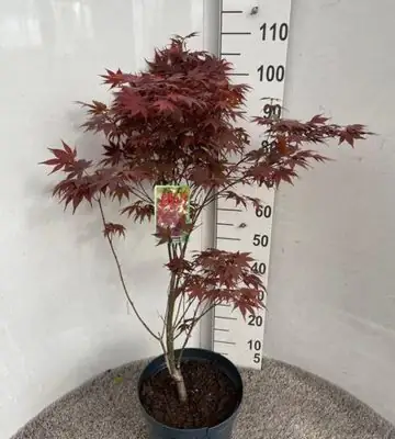 Ацер D28 H100 - Acer Palmatum Atropurpureum
