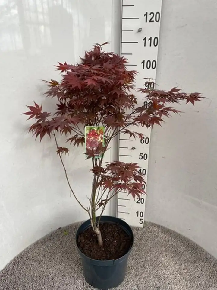 Ацер D28 H100 - Acer Palmatum Atropurpureum