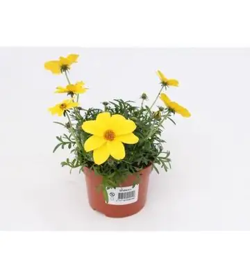 Биденс D10.5 H15 - Bidens Yellow Charm