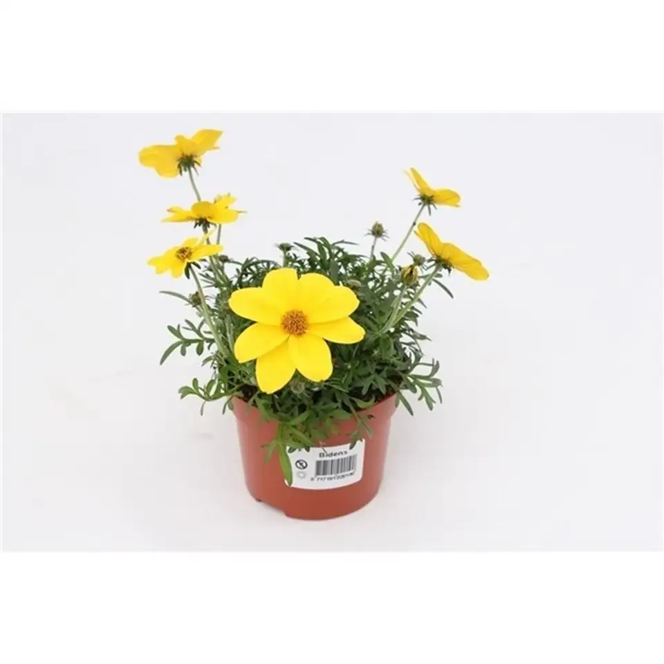 Биденс D10.5 H15 - Bidens Yellow Charm