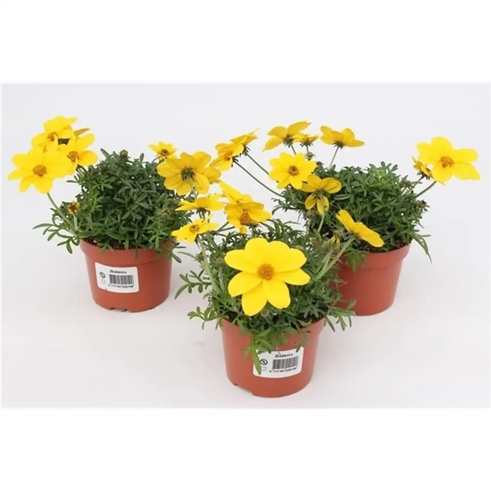 Биденс D10.5 H15 - Bidens Yellow Charm - Image 2