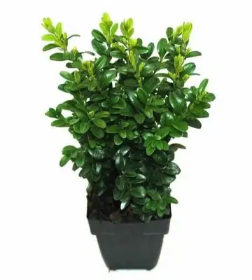 Чемшир D11 H40 - Buxus sempervirens