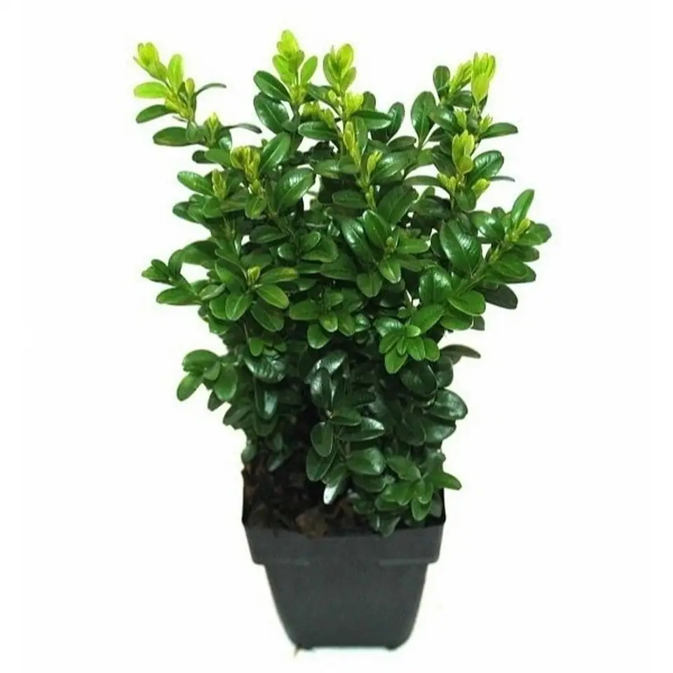 Чемшир D11 H40 - Buxus sempervirens