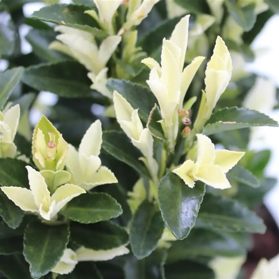 Евонимус D19 H30 - Euonymus Paloma Blanca - Image 2