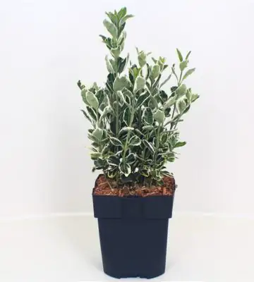 Евонимус D17 H45 - Euonymus Kathy