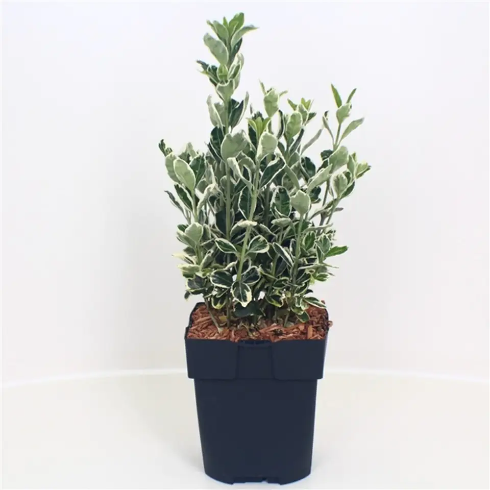 Евонимус D17 H45 - Euonymus Kathy