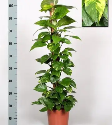 Епипремнум D21 H110 - Epipremnum pinnatum