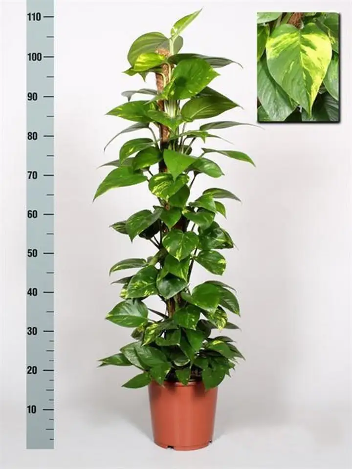 Епипремнум D21 H110 - Epipremnum pinnatum