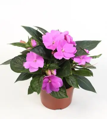 Импасианс D13 H27 - Impatiens NG Dark Lila