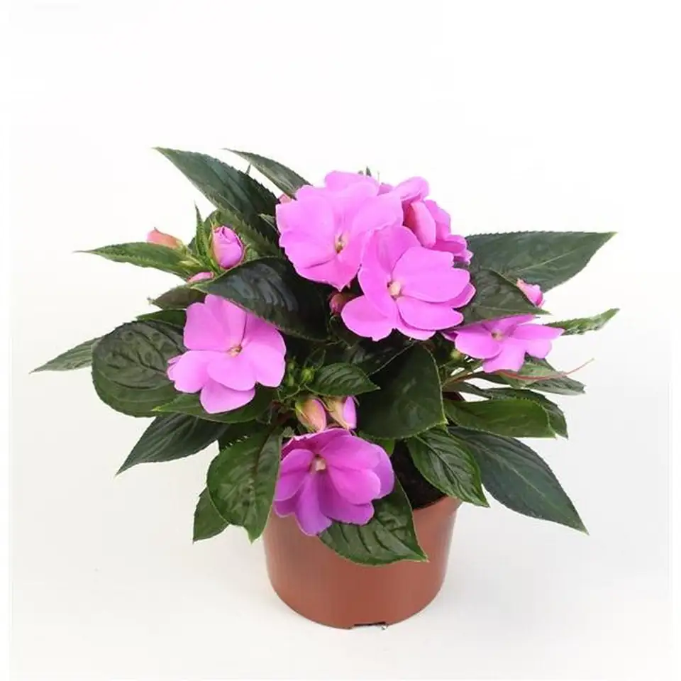 Импасианс D13 H27 - Impatiens NG Dark Lila