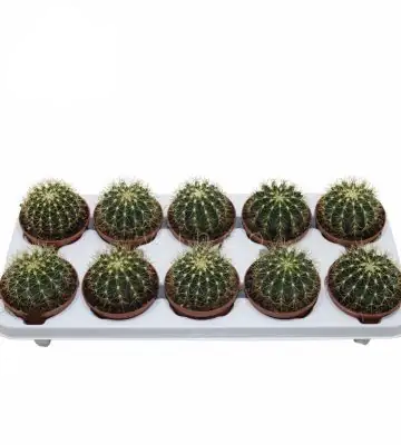 Кактус 10.5/16 - Ferocactus Schwarzii