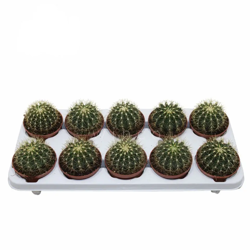 Кактус 10.5/16 - Ferocactus Schwarzii