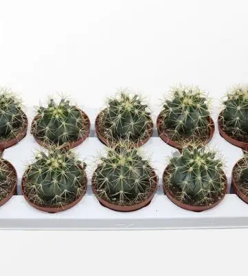 Кактус D10.5 H18 - Ferocactus Glaucescens