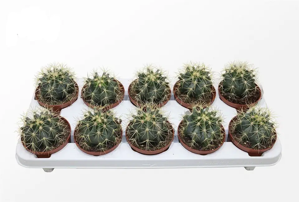 Кактус D10.5 H18 - Ferocactus Glaucescens