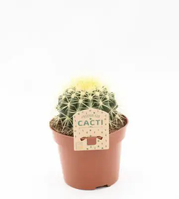 Кактус D12 H15 - Echinocactus grusonii