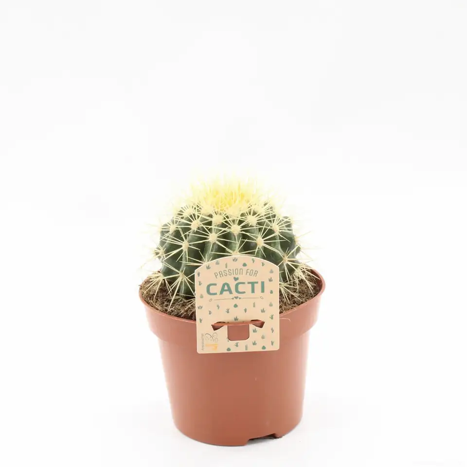 Кактус D12 H15 - Echinocactus grusonii