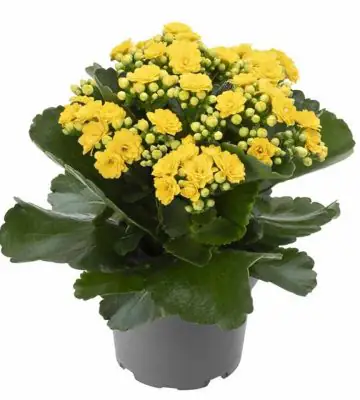 Каланхое D6 H12 - Kalanchoe Ruth