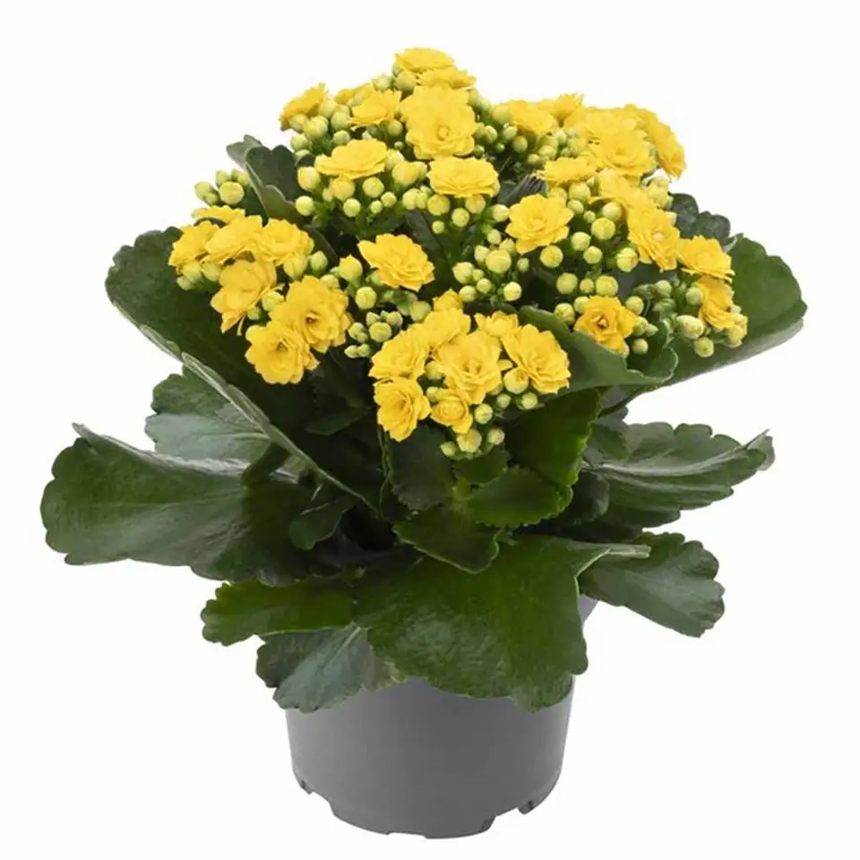 Каланхое D6 H12 - Kalanchoe Ruth