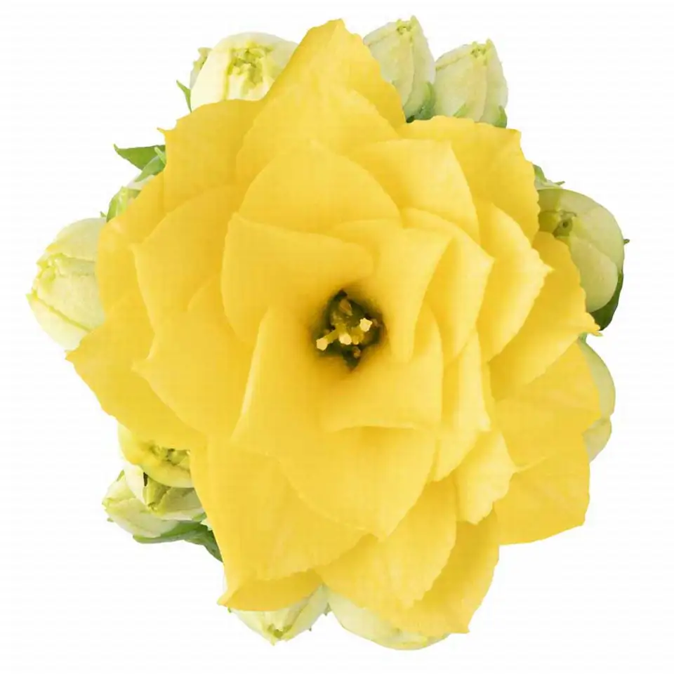 Каланхое D6 H12 - Kalanchoe Ruth - Image 2