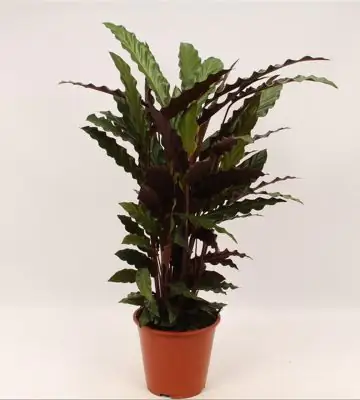 Калатея D19 H80 - Calathea Rufibarba Wavestar