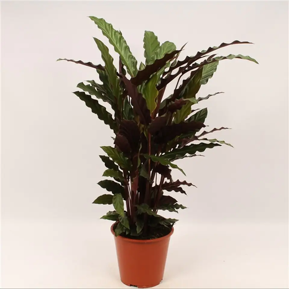 Калатея D19 H80 - Calathea Rufibarba Wavestar