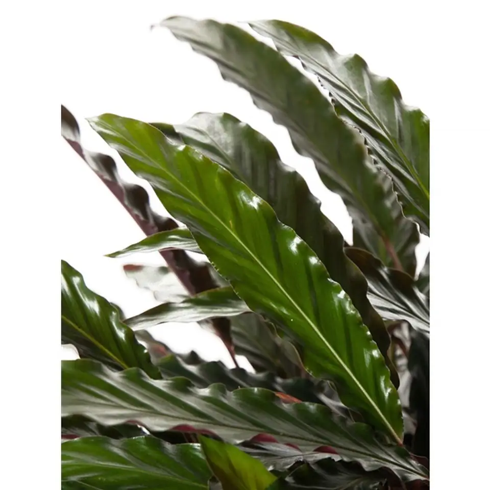 Калатея D19 H80 - Calathea Rufibarba Wavestar - Image 2