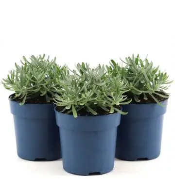 Лавандула D10 H20 - Lavandula Felice