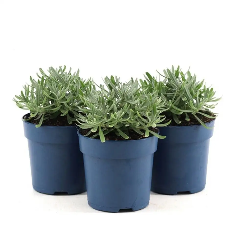 Лавандула D10 H20 - Lavandula Felice