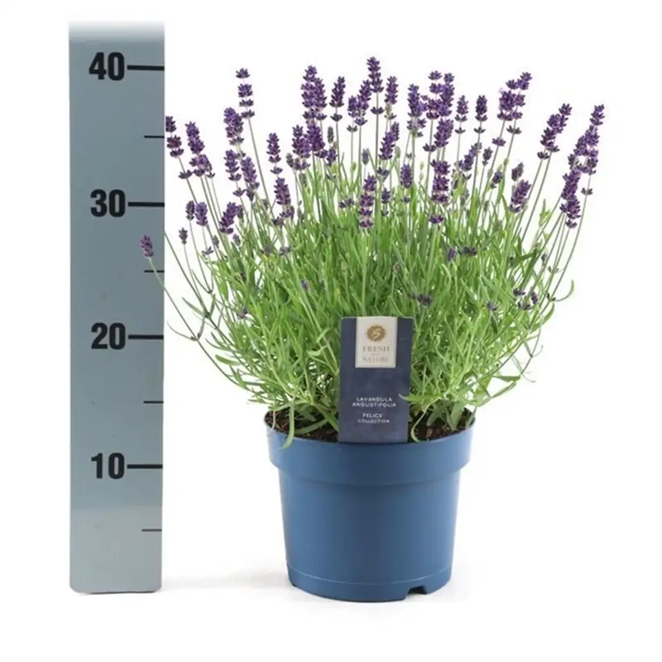 Лавандула D10 H20 - Lavandula Felice - Image 2