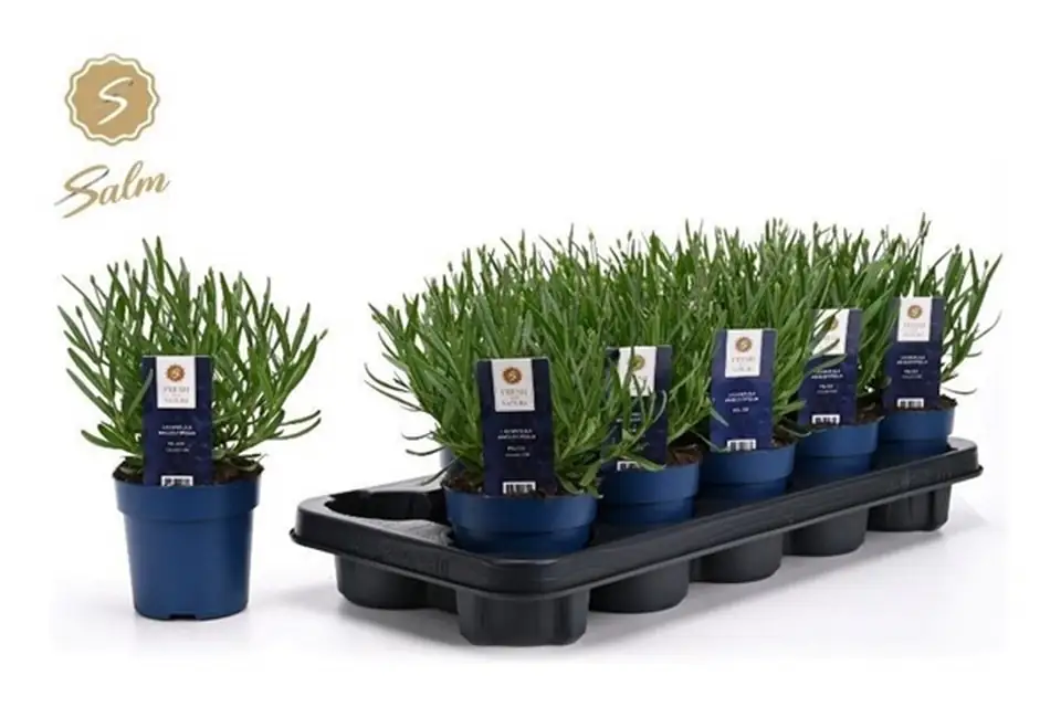 Лавандула D10 H20 - Lavandula Felice - Image 3