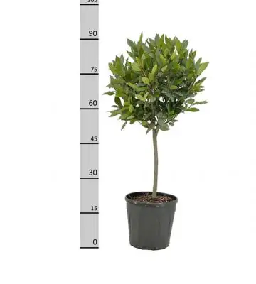 Лавър на ствол D25 H90 - Laurus Nobilis ball on stem