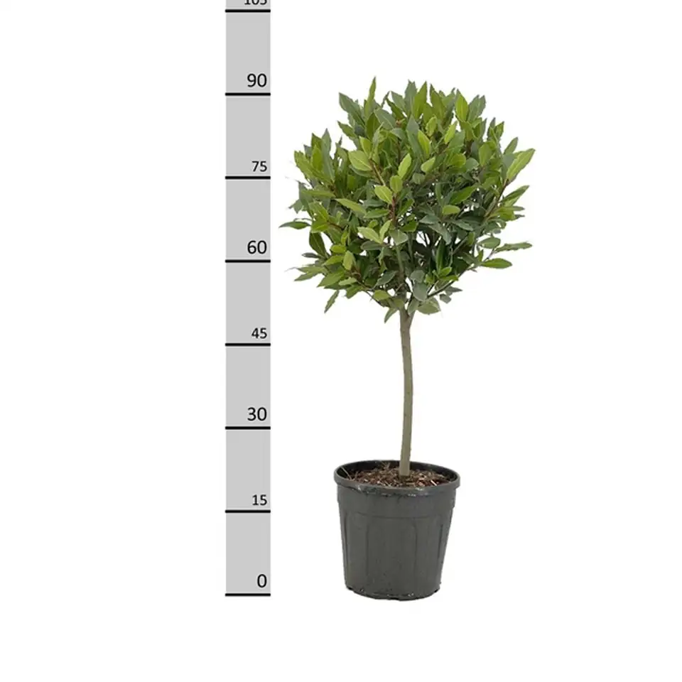 Лавър на ствол D25 H90 - Laurus Nobilis ball on stem