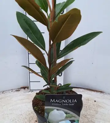 Магнолия D17 H50 - Magnolia grandiflora