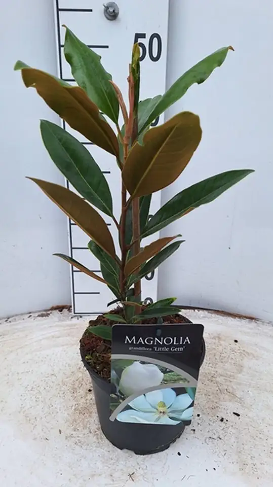 Магнолия D17 H50 - Magnolia grandiflora