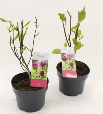 Магнолия D17 H35 - Magnolia Genie