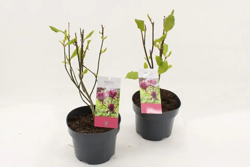 Магнолия D17 H35 - Magnolia Genie