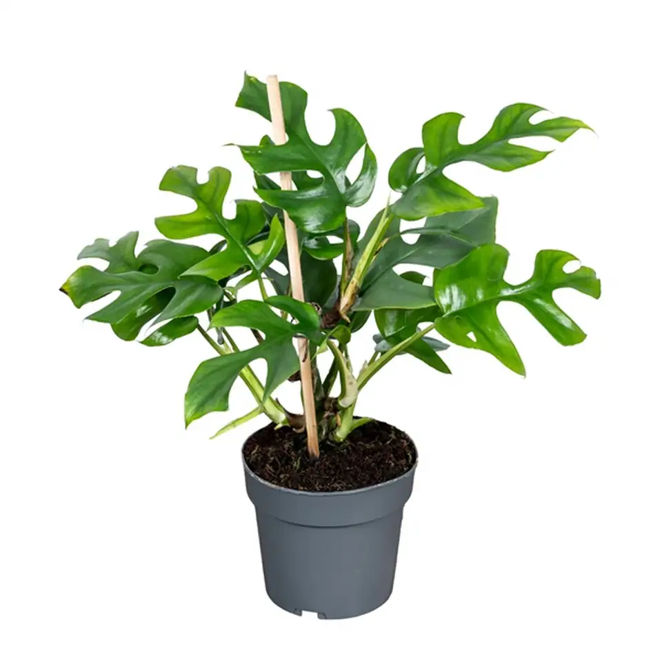 Монстера D14 H40 - Monstera Minima - Image 2