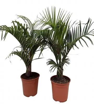 Неодипсис D21 H90 - Neodypsis Decaryi