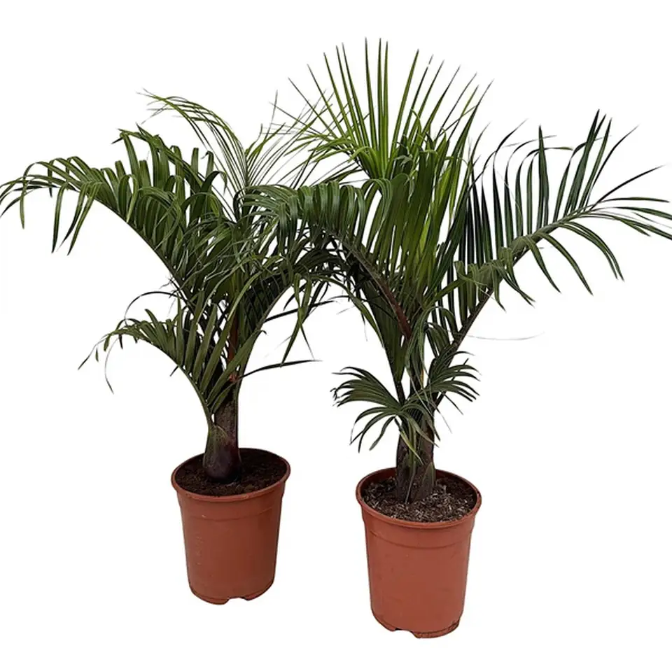 Неодипсис D21 H90 - Neodypsis Decaryi