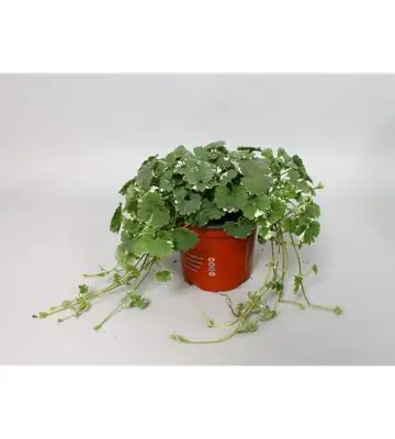 Непета D10 H15 - Nepeta bont